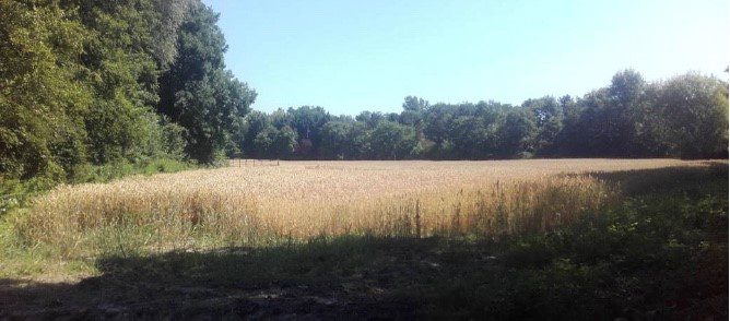 Le Chaudron des alternatives s’oppose au Projet MackNext à Plobsheim ! Participez à l’Enquête publique. : Image à la une